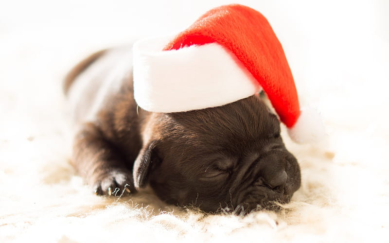New Year, puppy, small dog, cute animals, cute Santa Claus, HD wallpaper