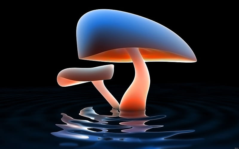 Mushroom Art, mushroom, HD wallpaper