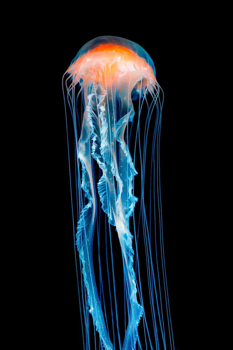 jellyfish, black, tentacle, HD phone wallpaper