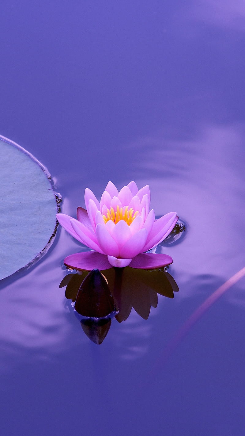 Lotus in water , flower, purple, blossom, HD phone wallpaper