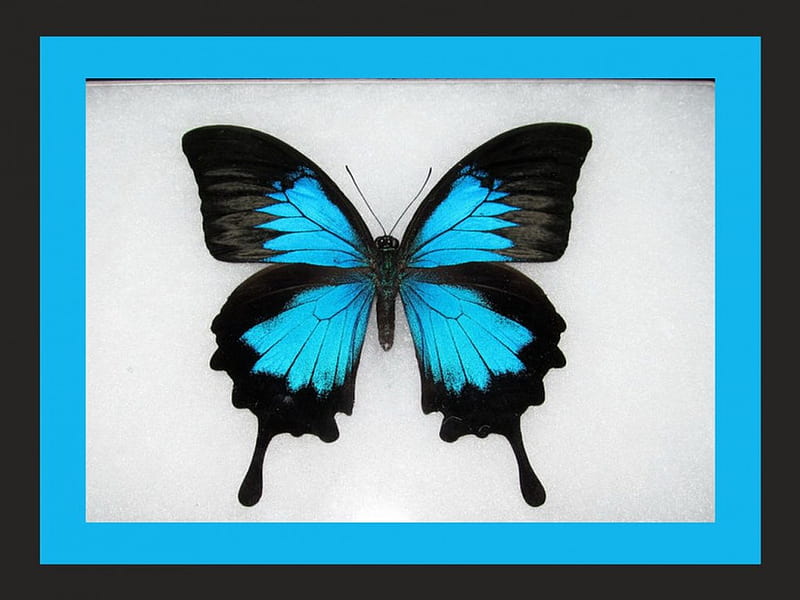 THE WONDERFUL MORPHO, Morpho, butterfly, black, beauty, blue, HD wallpaper