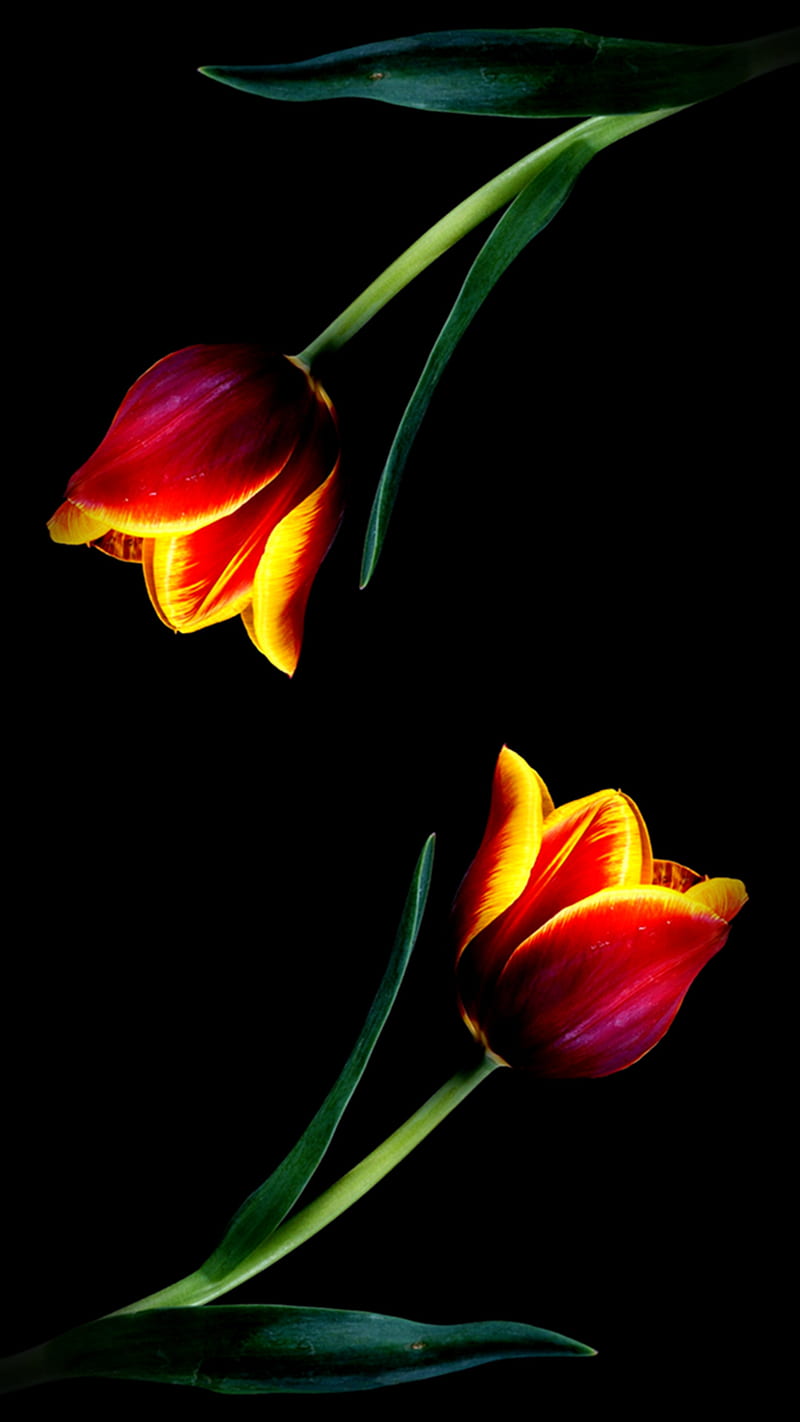 Tulipanes, rojo, Fondo de pantalla de teléfono HD | Peakpx