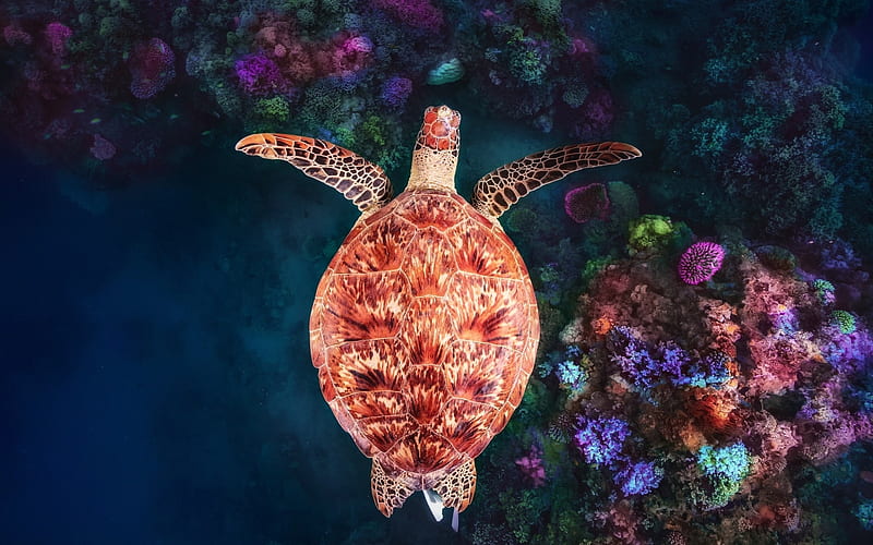 Turtle, view from the top, colorful, water, orange, summer, sea, HD wallpaper