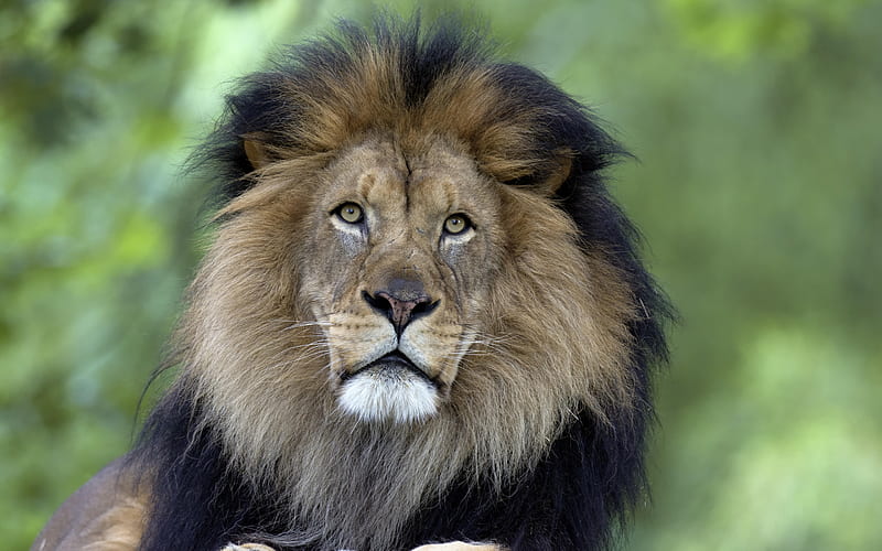 lion, predator, old lion, wildlife, wild animals, lions, dangerous animals, HD wallpaper