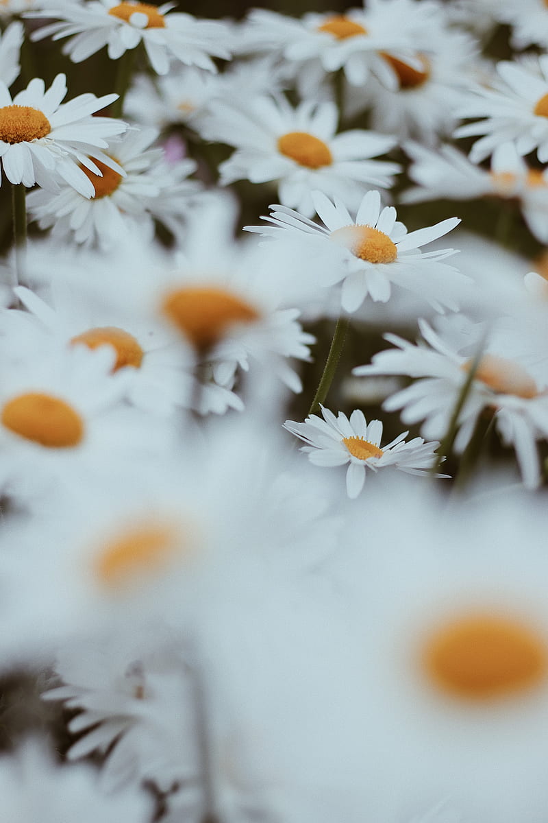 white and yellow daisy flowers, HD phone wallpaper