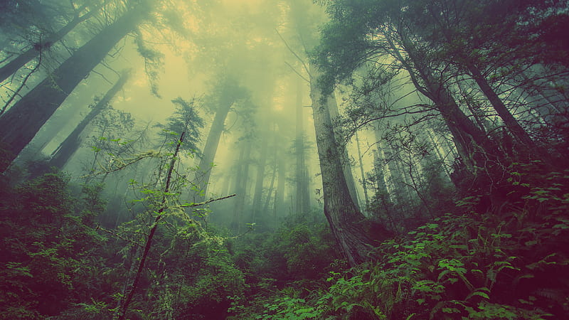 https://w0.peakpx.com/wallpaper/625/628/HD-wallpaper-forest-jungle-trees-green-haze-mist.jpg