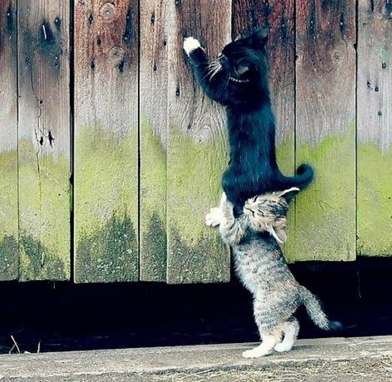 A little higher, Bro.., fence, gray, black, funny, cats, pushing, HD wallpaper
