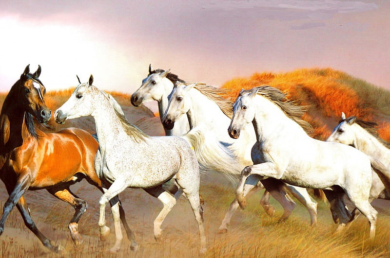 Arabs and Andalusians, Horse Herds, Andalusians, Horses, Arabians, HD wallpaper