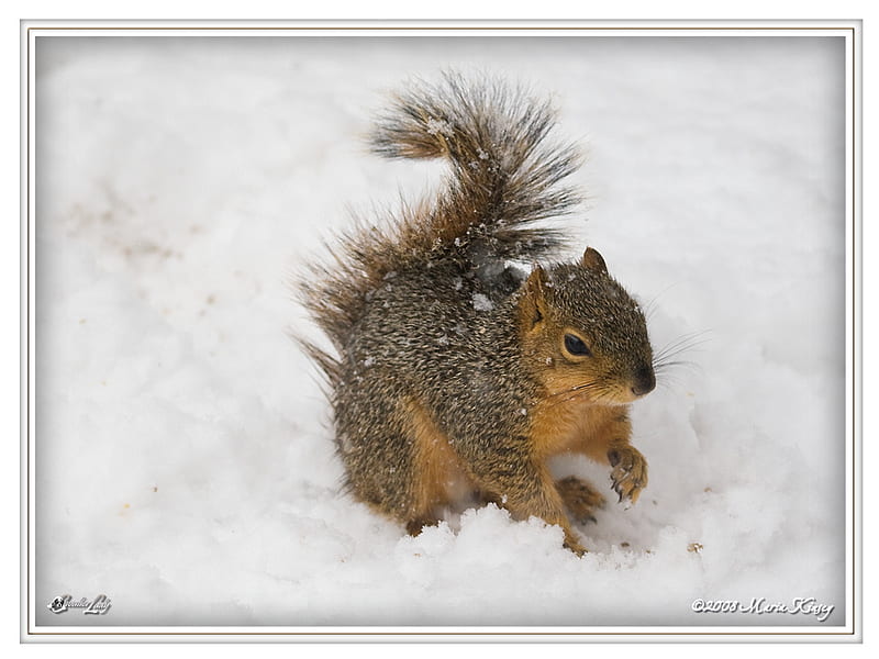 squirrel on the snow, squirrel, snow, white, animals, winter, HD wallpaper