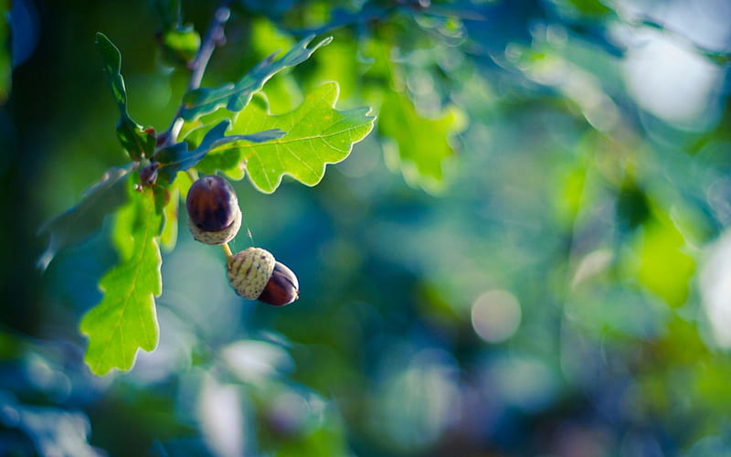 Acorn, fruit, autumn, green, oak, HD wallpaper