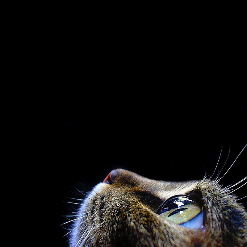 Cat ipad 3, HD phone wallpaper