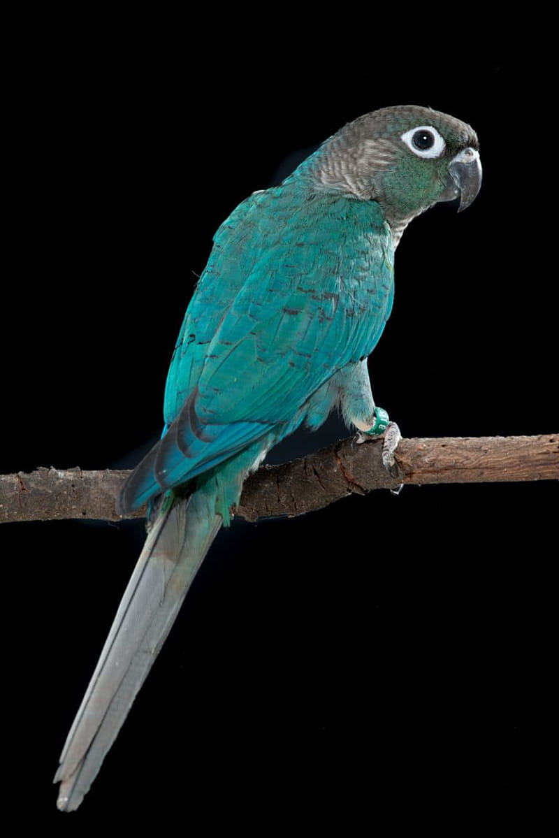 Turquoise Green Cheek Conure. Pet Birds, Conure Parrots, Conure Bird, HD phone wallpaper