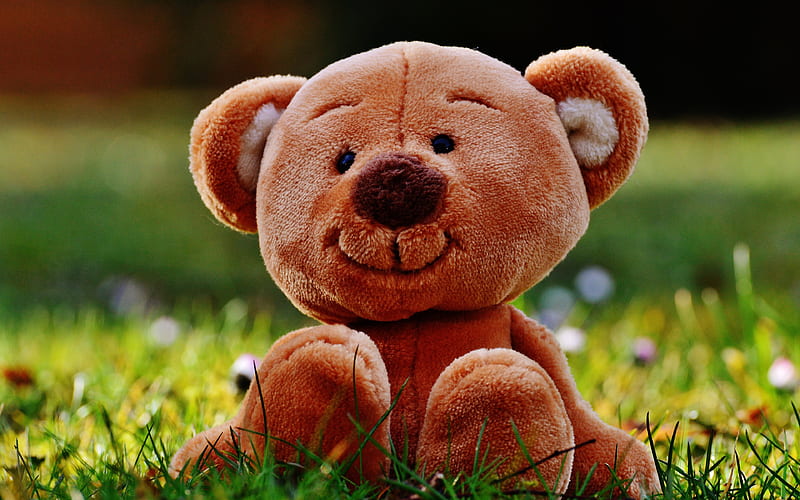 Teddy bear pink bear, cute toy, HD wallpaper | Peakpx