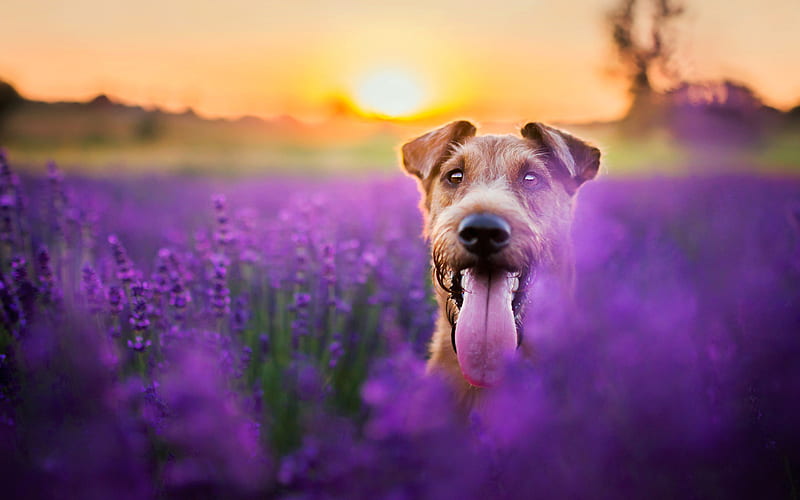 Irish Terrier, lavender field, sunset, pets, dogs, cute animals, Irish Terrier Dog, HD wallpaper