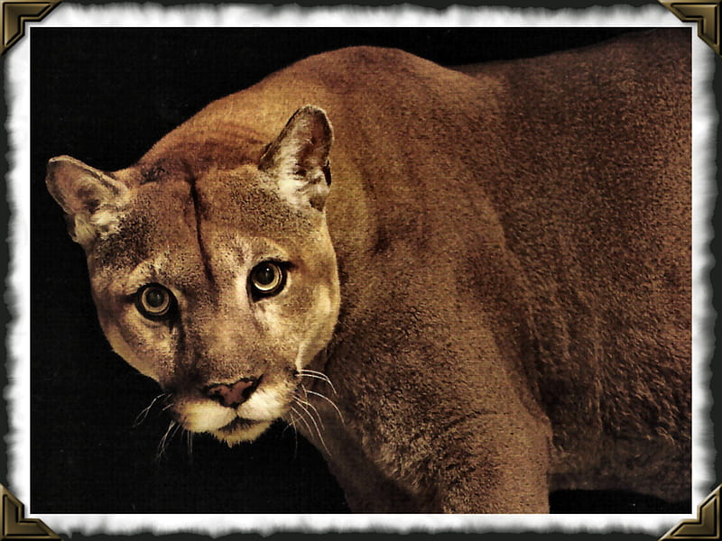 Puma Concolor - Puma 1, cougar, cat, puma, panther, animal, feline, graphy, wildlife, mountain lion, HD wallpaper
