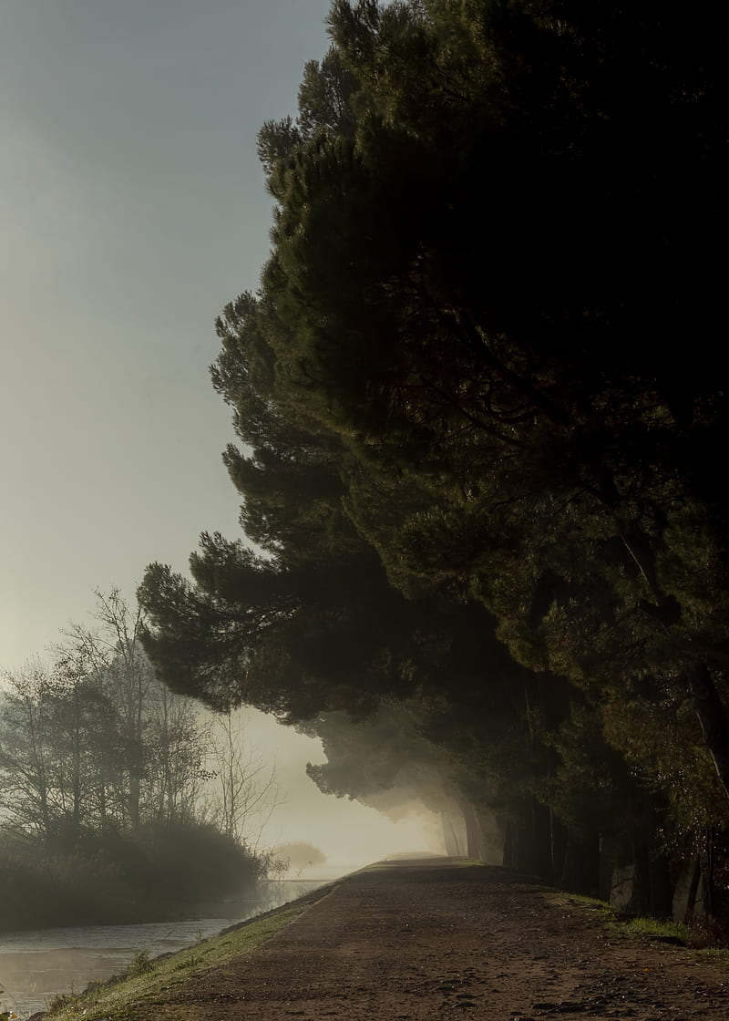 trees, fog, park, path, HD phone wallpaper