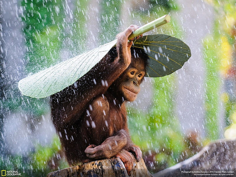 Orangutan In The Rain, wet, Orangutan, wild, Andrew Suryono graphy, rain, award winning, animal, HD wallpaper