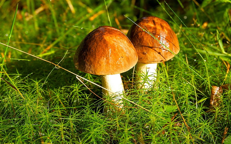 Boletus, mushrooms, macro, moss, two, HD wallpaper