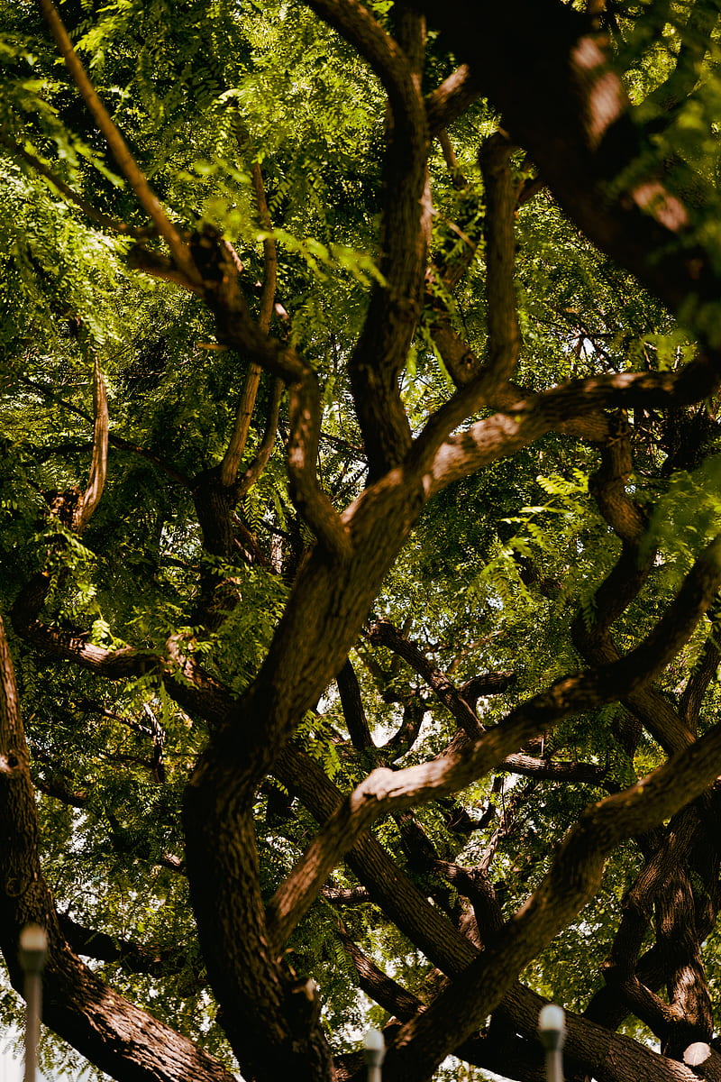 acacia, tree, branches, leaves, bark, HD phone wallpaper