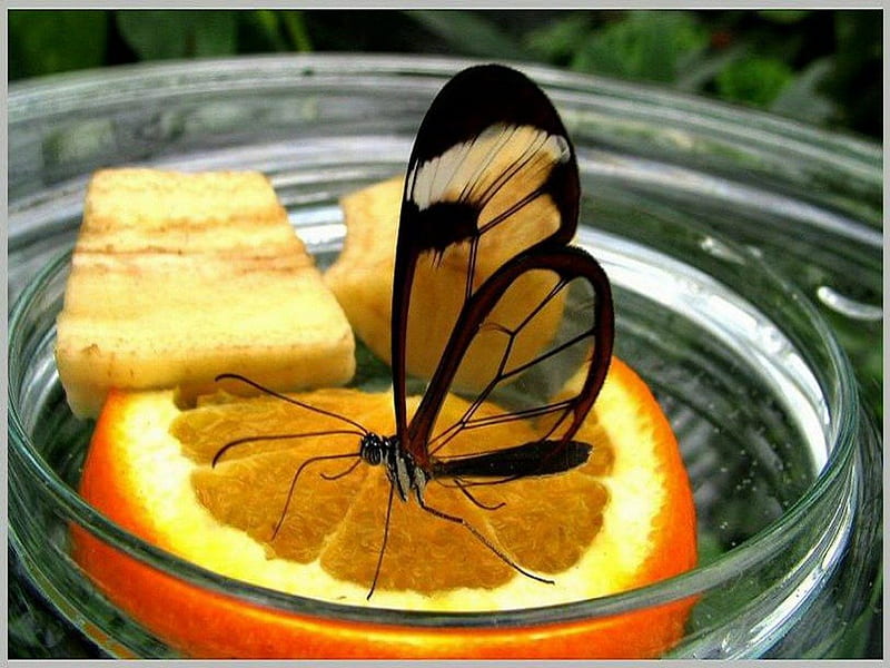 Vitamin C, Glasswing, butterfly, orange, sweet, HD wallpaper