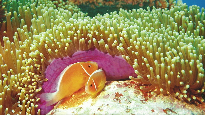 Pink Skunk Clown Fish , graphy, wide screen, nature, seascape, bonito, HD wallpaper