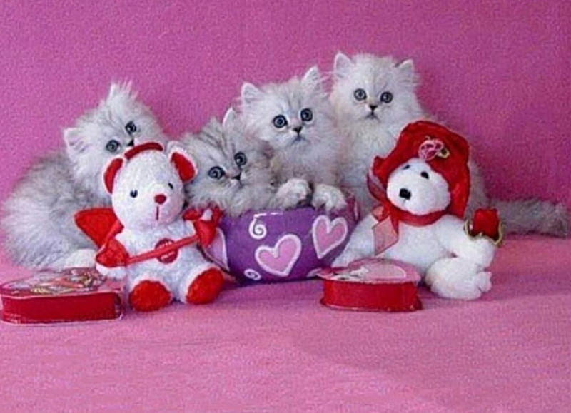 Valentine's Day Kittens, Valentine s day, Persian kittens, cats, animals, HD wallpaper