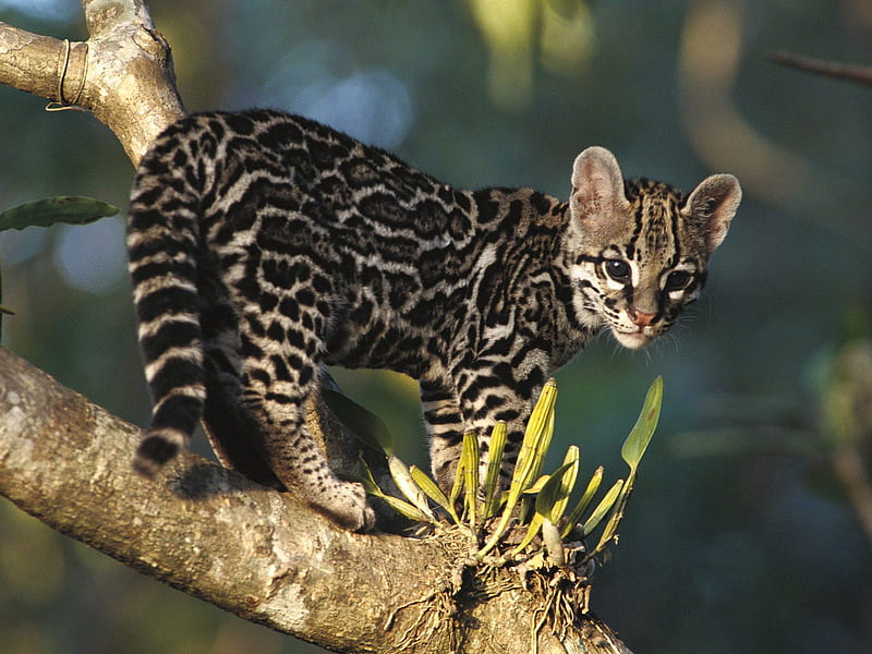 Cat looking like Leopard, leopard, tail, eye, black, cat, animal, tree, wild, jungle, portrait, looking, HD wallpaper
