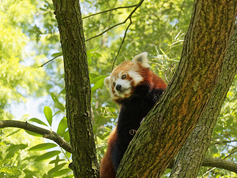 red panda, tree, bark, leaves, branch, HD wallpaper