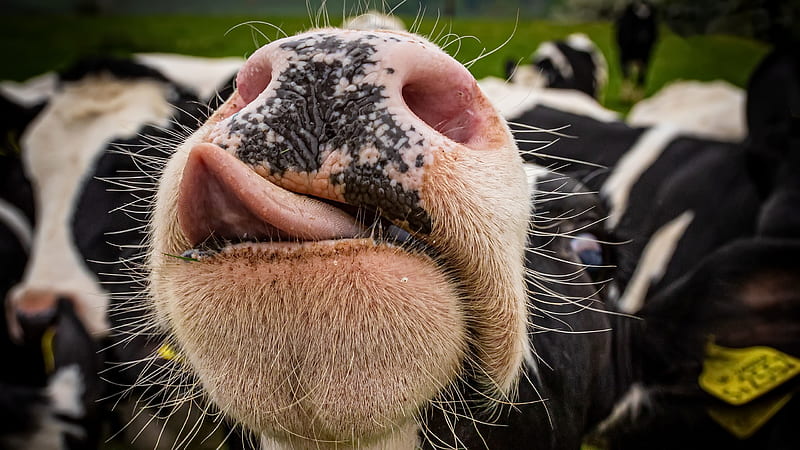 Animal, vaca, Fondo de pantalla HD | Peakpx