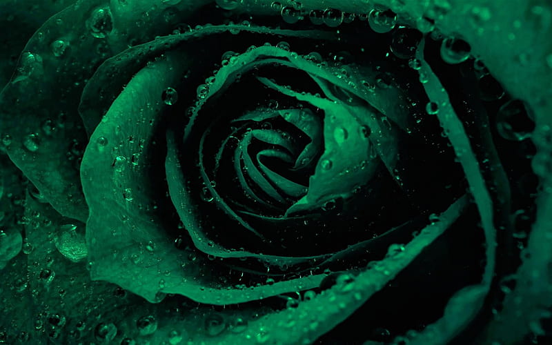 green rose, drop of water, rosebud, green flowers, roses, green petals, HD wallpaper