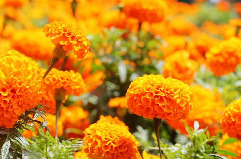 Marigolds, lovely, bloom, flowers, fields, spring, HD wallpaper