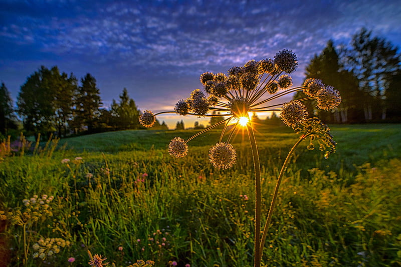 Earth, Meadow, Flower, Sunset, HD wallpaper