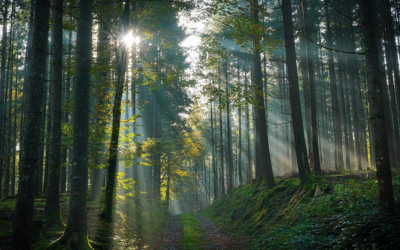 720P free download | Sunbeams in Forest, nature, trees, forest, path ...