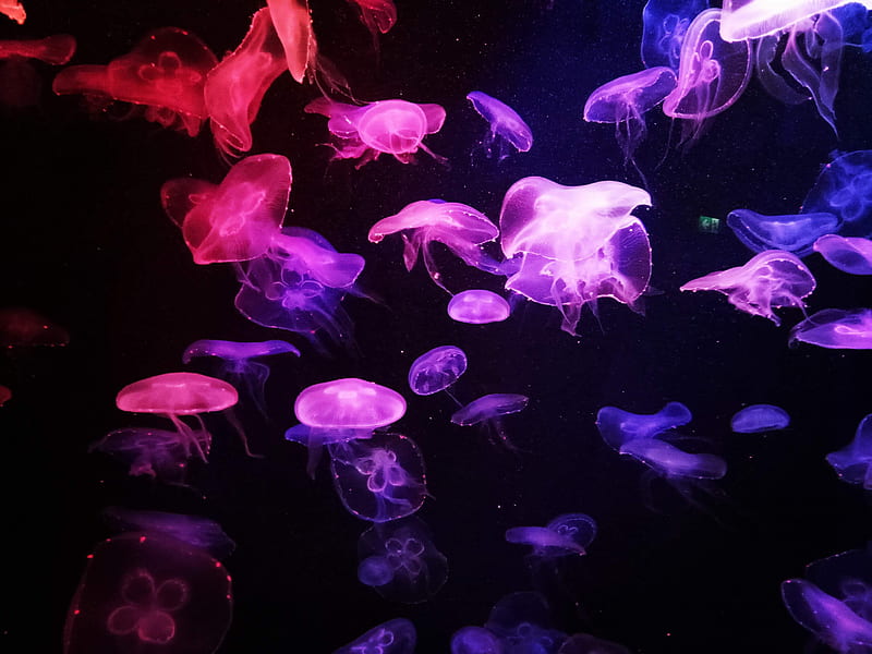 jellyfish, glow, dark, tentacle, HD wallpaper
