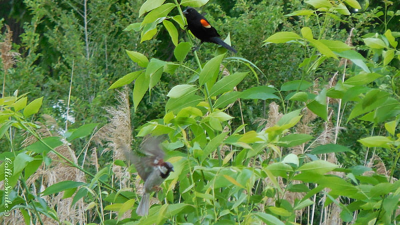 Red Winged Blackbird & Flying Sparrow, b1ackbird, leaves, flying sparrow, grass, red winged blackbird, branches, trees, blackbirds, fow1, HD wallpaper