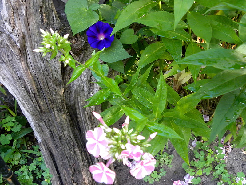 Morning with Peppermint Swirl, Garden, Summer, Morning Glory, Flowers, graphy, Peppermint Swirl, HD wallpaper