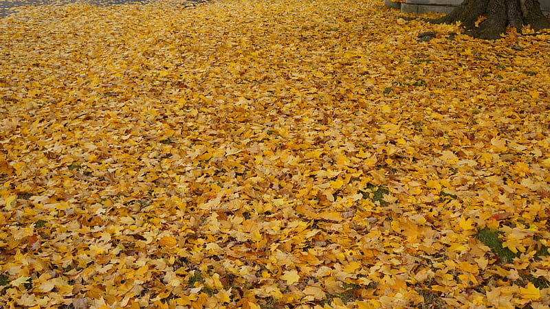 Fallen Fall Foliage, fall leaves, autumn foliage, fall foliage, HD wallpaper