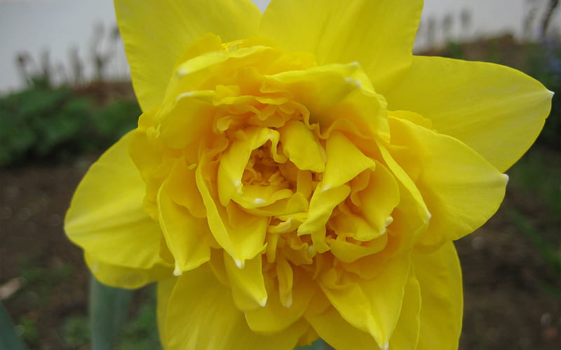 daffodil-Blooming flower, HD wallpaper