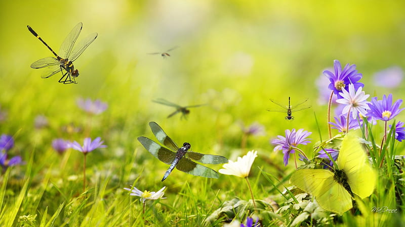 Dragonflies in the Garden, wild flowers, grass, spring, yard, daisies, green, dragonflies, summer, flowers, garden, HD wallpaper