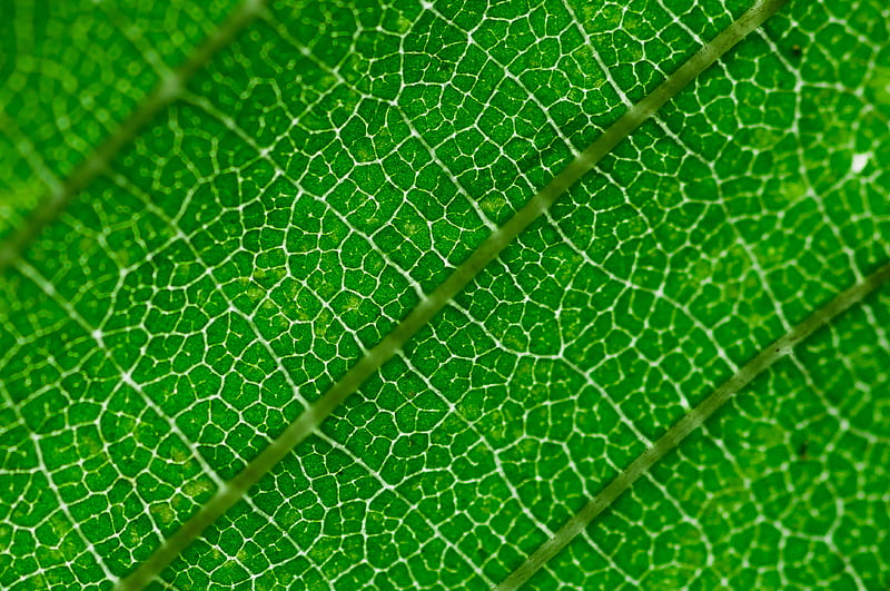 veins, leaf, green, macro, HD wallpaper