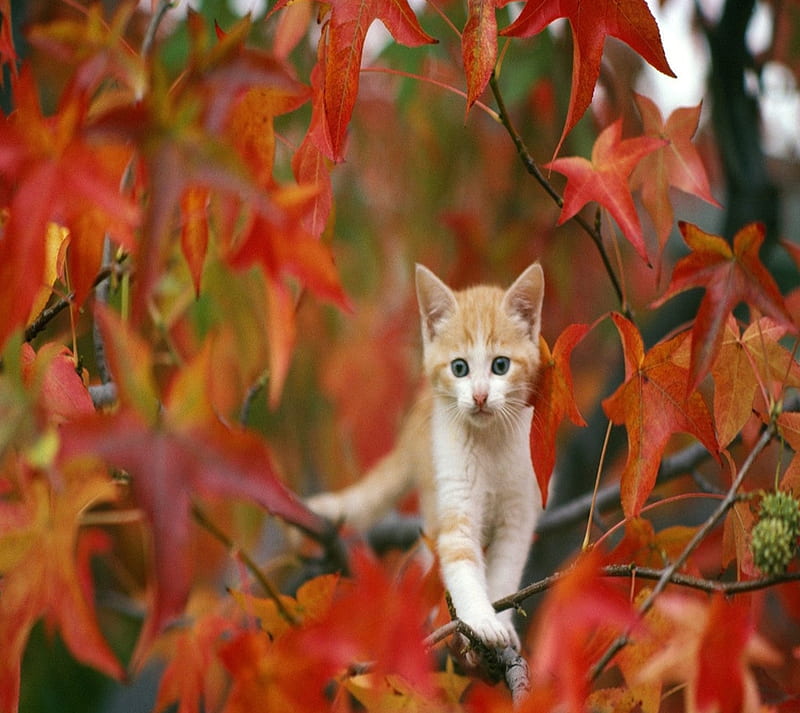 Cat, animals, autumn, leaves, HD wallpaper | Peakpx