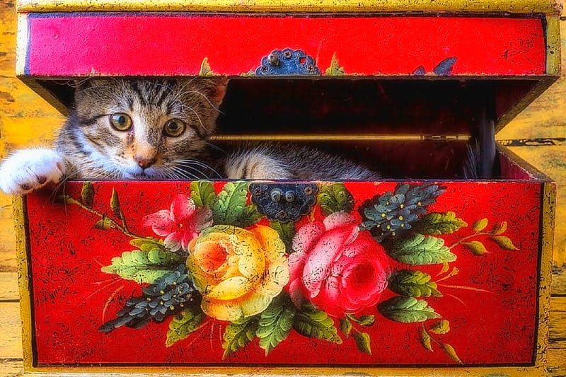 Peeking out of a red box, cats, animals, red, lovely still life, box, love four seasons, graphy, flowers, summer, HD wallpaper