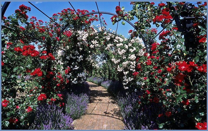 Rose covered pergolas, flowers, nature, rose, pergola, HD wallpaper
