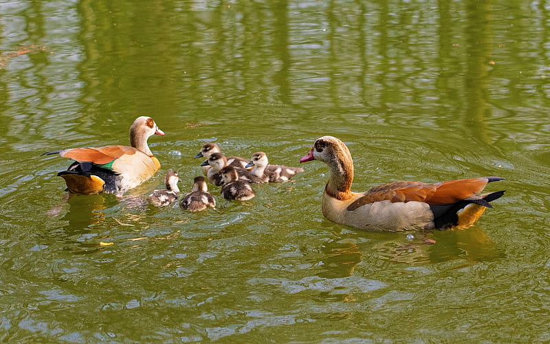 Duck Family, birds, family, ducks, water, HD wallpaper