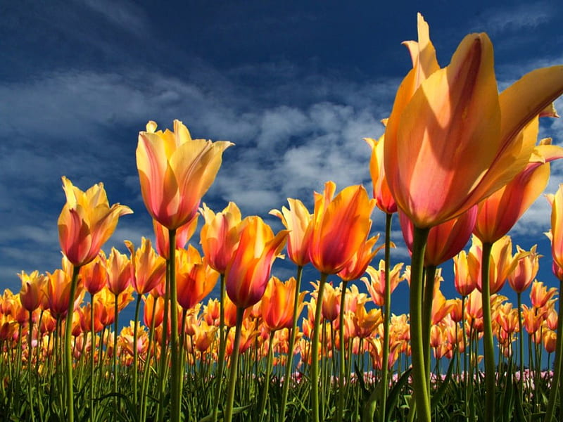 Tulips field, pretty, colorful, lovely, bonito, sky, clouds, flowers, nature, tulips, field, meadow, HD wallpaper