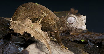 Gaint Madagascar leaf tailed gecko, colorful, leaf tailed gecko ...