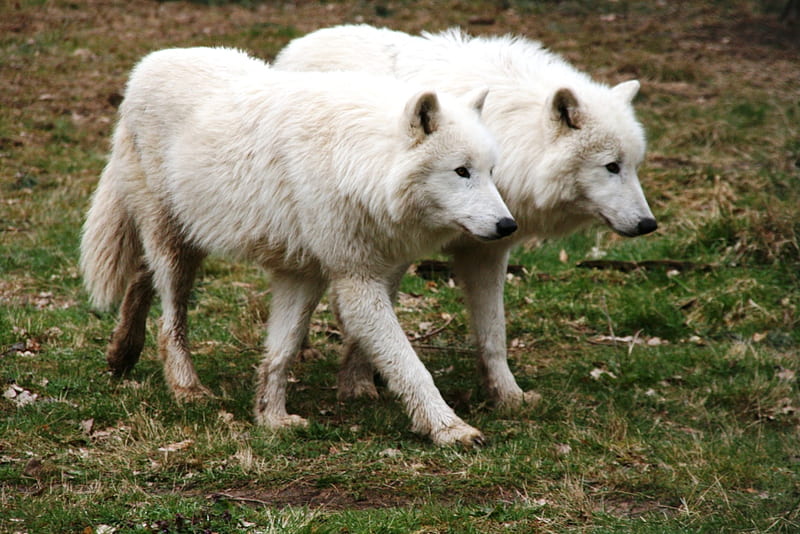 Lobo, predator, wolf, white, wolves, tiere maerz, HD wallpaper