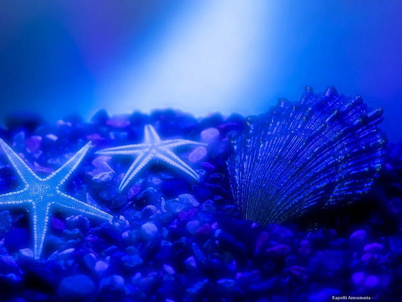 DEEP BLUE SEA, seashells, macro graphy, undersea, sea, beams, starfishes, shells, gravel, light, blue, HD wallpaper