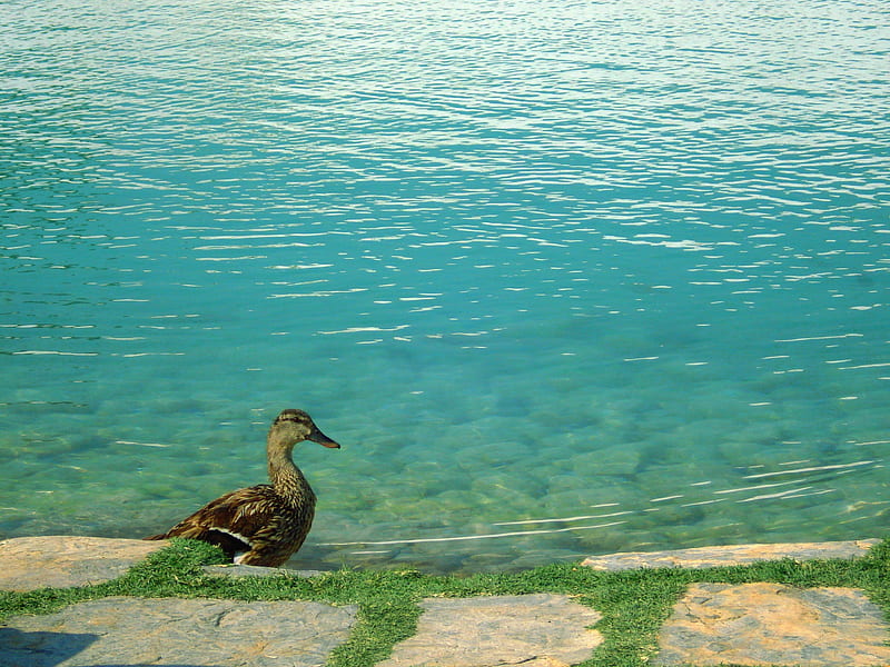Duck and Lakes, pamukkale, duck, green, turkiye, lake, denizli, HD wallpaper