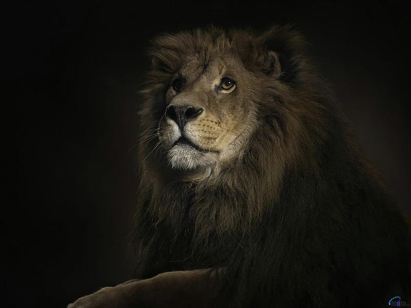 Dark lion, feline, dark, wildlife, cat, lion, HD wallpaper